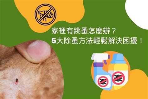 家蚤|家裡有跳蚤怎麼辦？5大除蚤方法輕鬆解決困擾